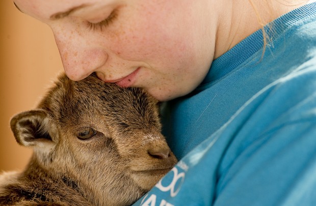 Zoo goat